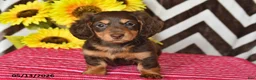 Miniature Dachshund dogs for sale: Emma - Ad 1