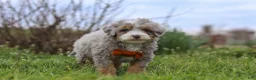 Mini Bernedoodle dogs for sale: Ace - Ad 7