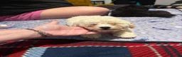 Toy Poodle dogs for sale: Biscuit 🤍🐻‍❄️ - Ad 31