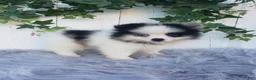 Pomeranian dogs for sale: Cody  - Ad 5