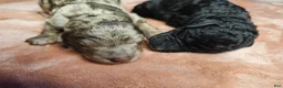 Standard Poodle dogs for sale: Han Solo - Ad 12