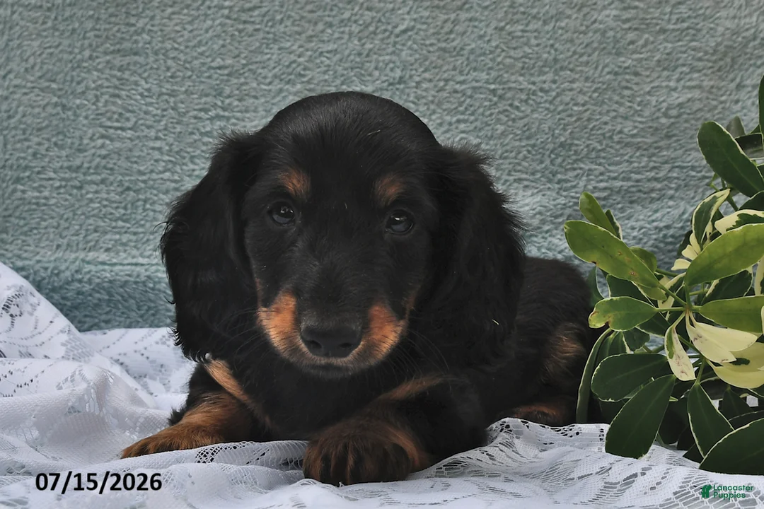 Miniature Dachshund dogs for sale: Diamond - Ad 1