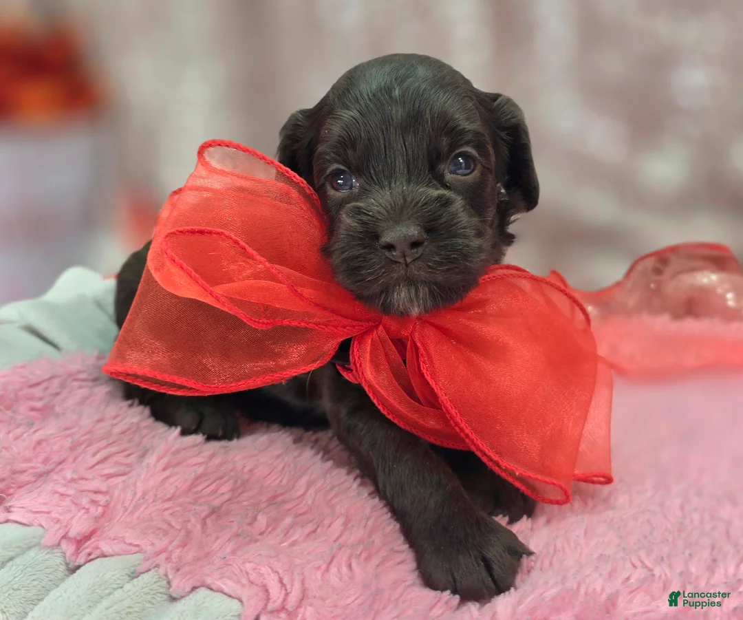 Cockapoo dogs for sale: Truffle - Ad 2