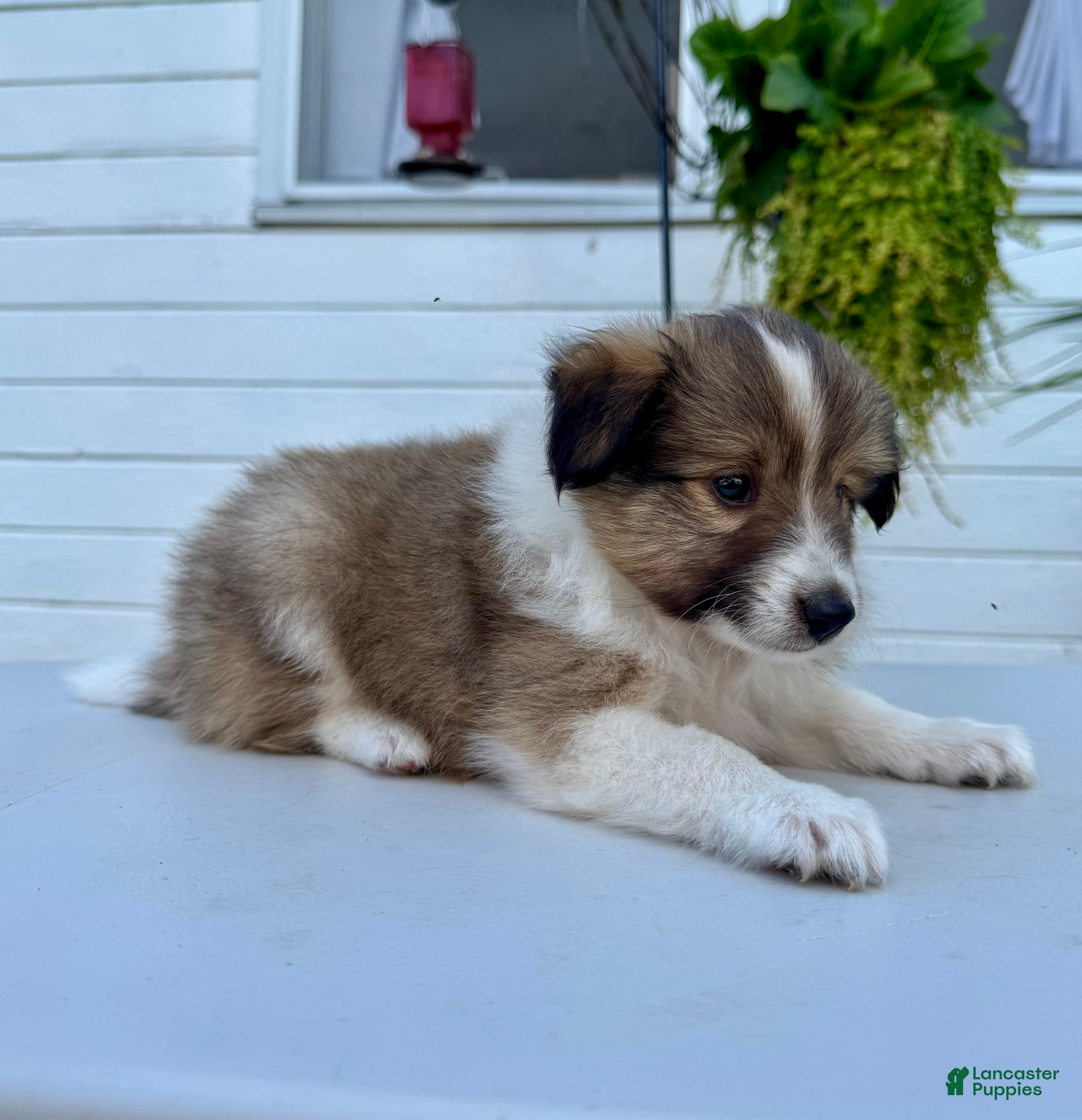 Shetland Sheepdog dogs Teddy  - Ad 2