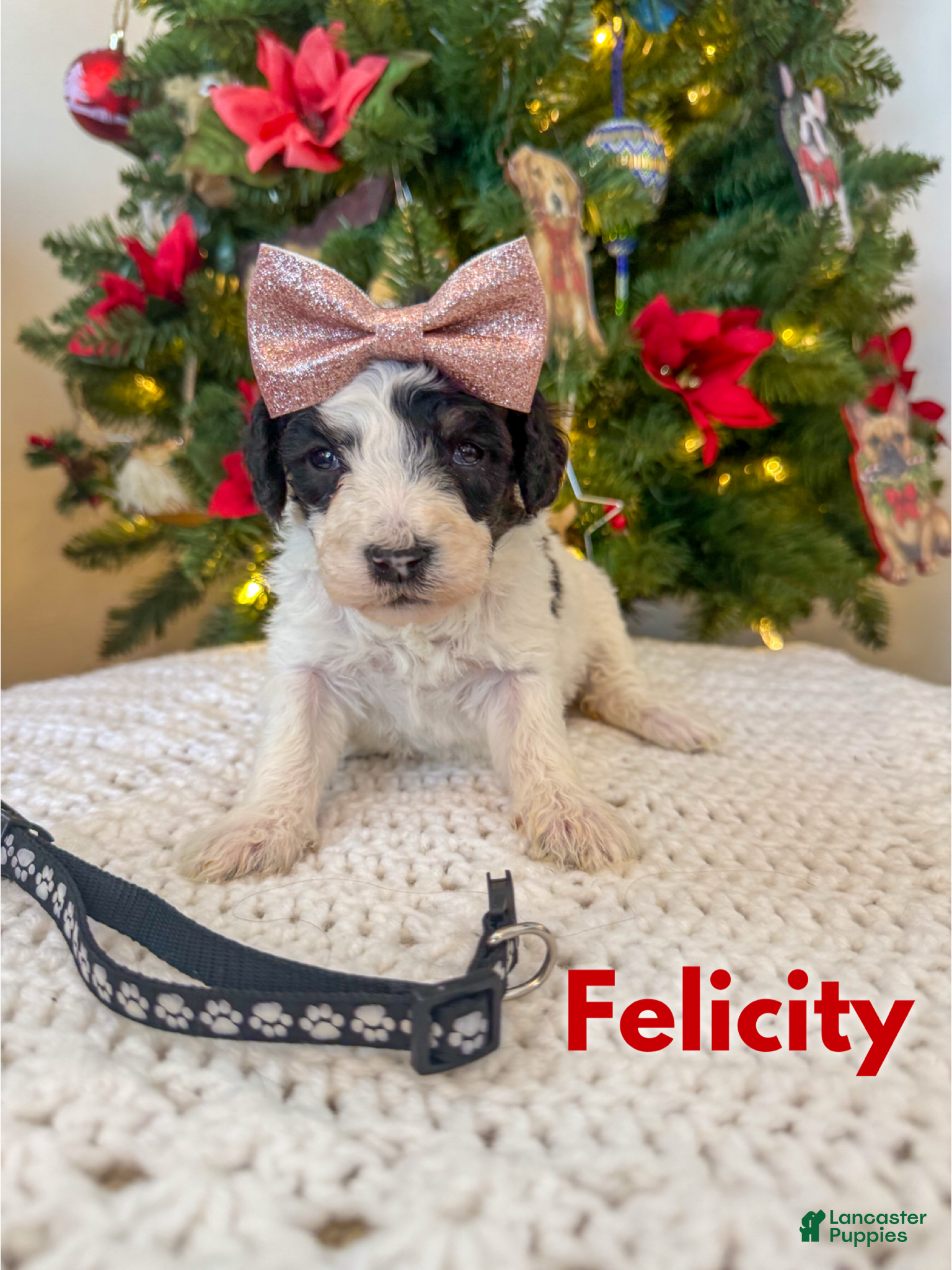 Mixed Breed dogs Felicity - Ad 9