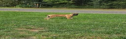Cane Corso dogs for sale: MAX - Ad 2