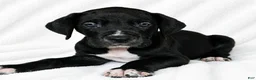 Great Dane dogs for sale: Cass  - Ad 4