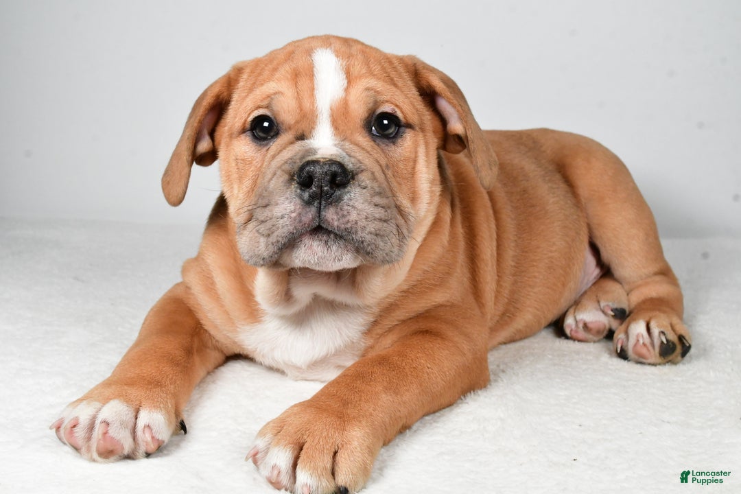 Beabull dogs for sale: Mason - Ad 8