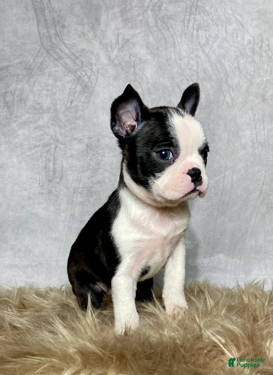 Boston Terrier dogs for sale: Daisy  - Ad 3