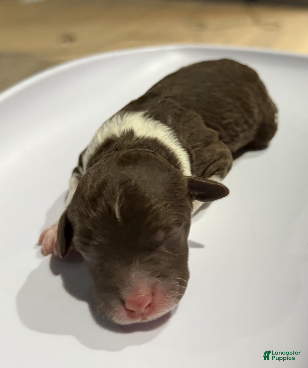 Lagotto Romagnolo dogs for sale: Lagotto Romagnolo Puppy 3 - Ad 1