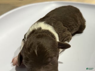 Lagotto Romagnolo dogs Lagotto Romagnolo Puppy 3 - Ad 6