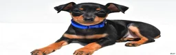 Miniature Pinscher dogs for sale: Buddy - Ad 6