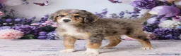 Bernedoodle dogs for sale: Lucky - Ad 3