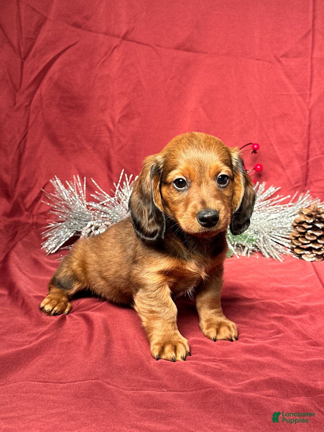 Miniature Dachshund dogs for sale: Jake - Ad 3