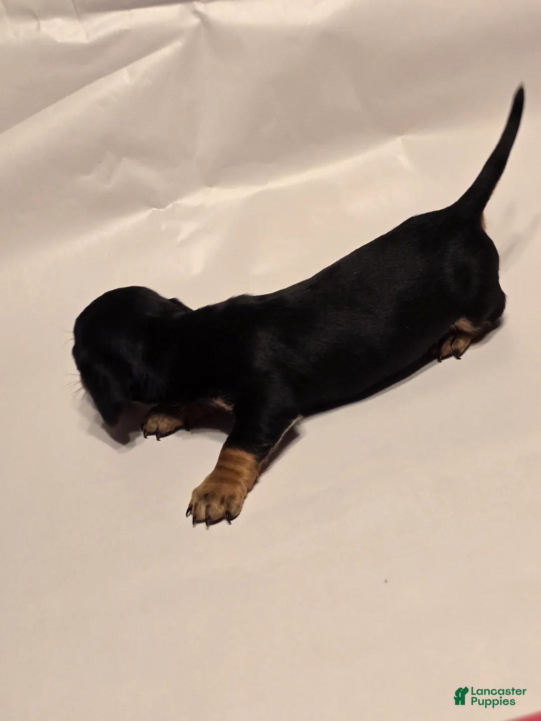 Miniature Dachshund dogs for sale: Bandit - Ad 5