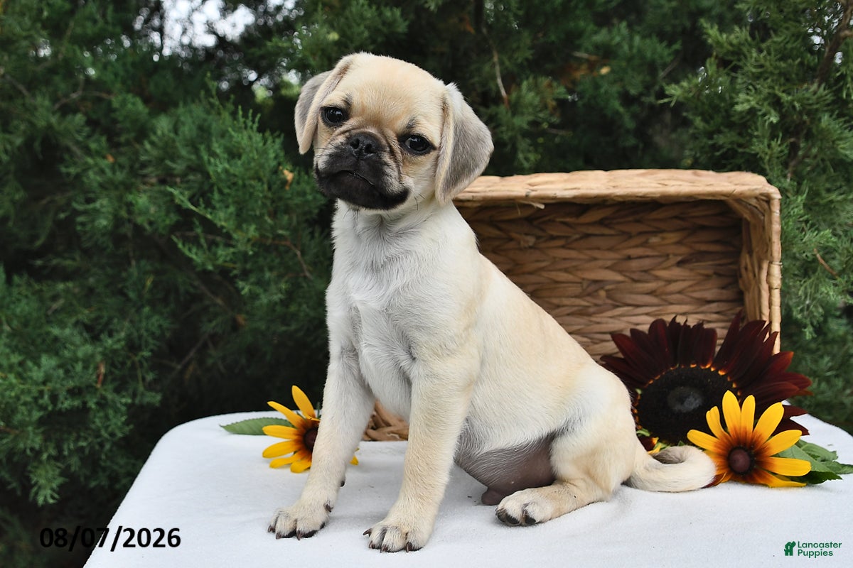 Puggle dogs Frappe - Ad 1