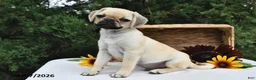 Puggle dogs for sale: Frappe - Ad 1