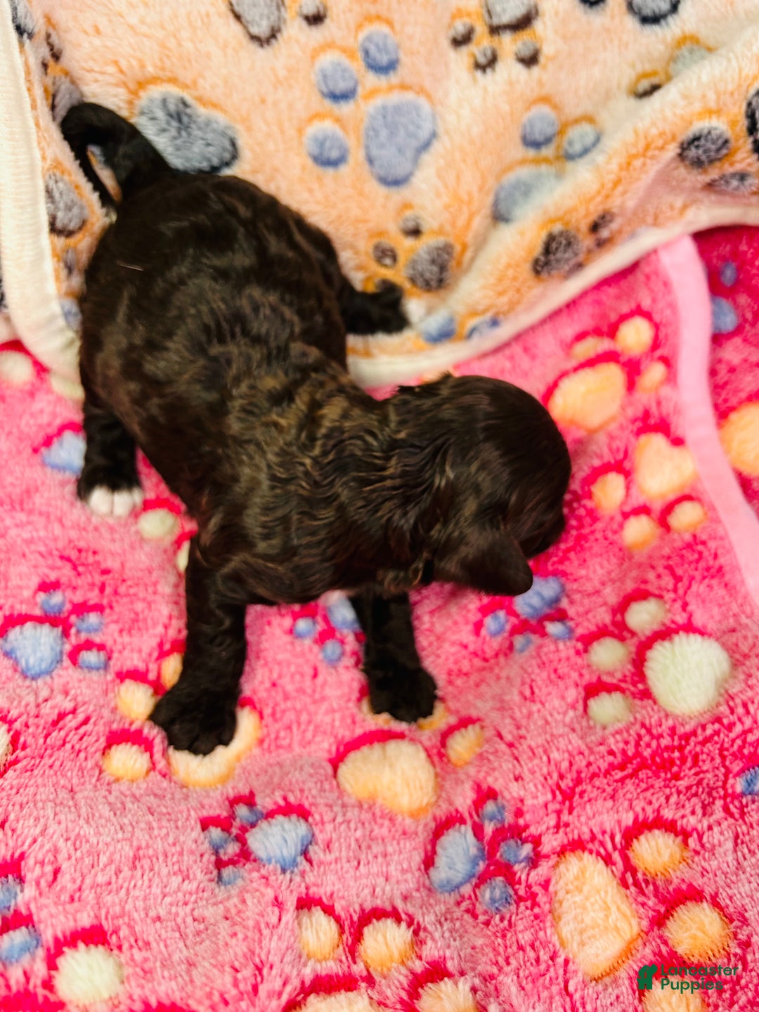 Cavapoo dogs for sale: Noel - Ad 4