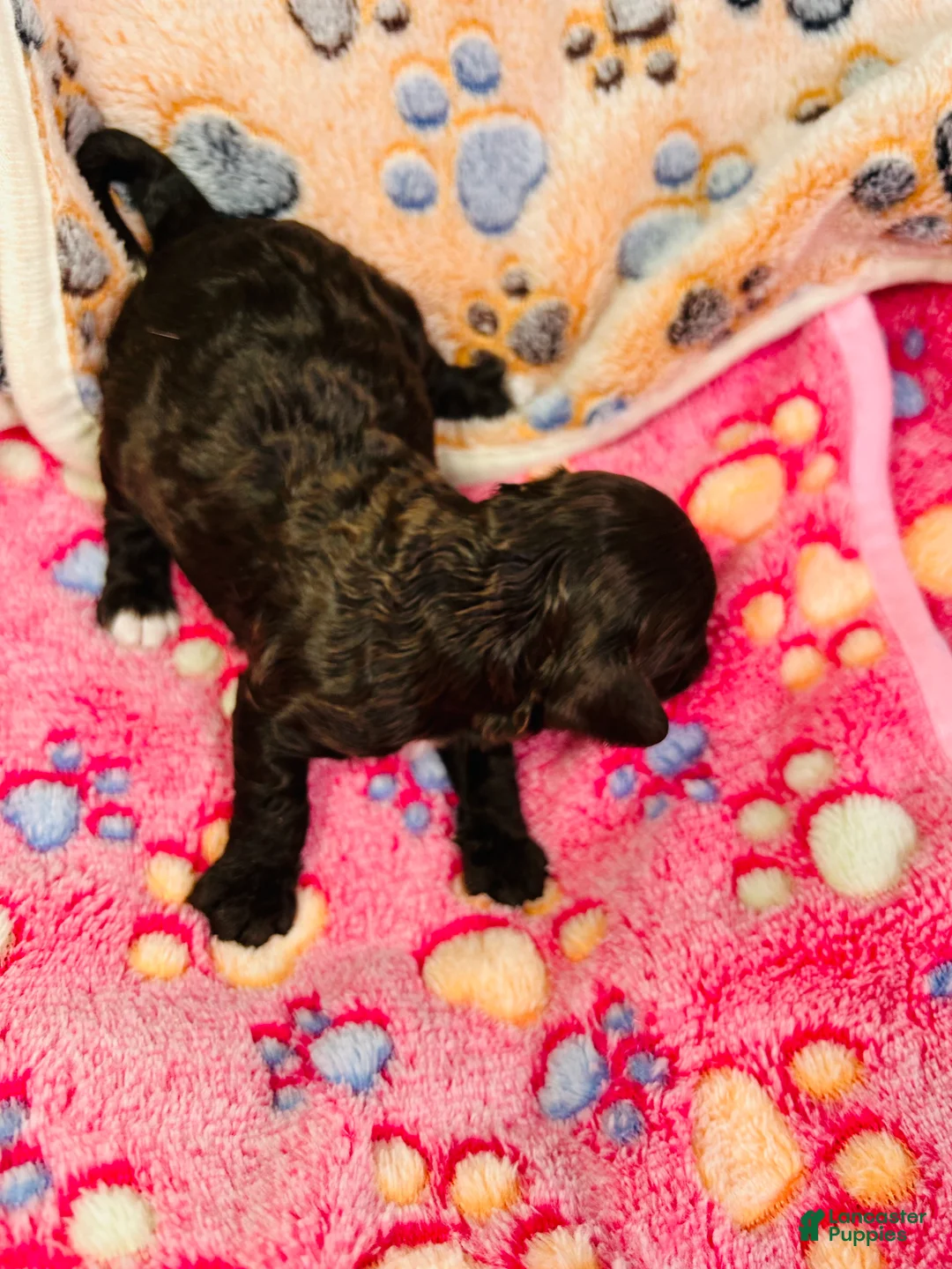 Cavapoo dogs for sale: Noel - Ad 10