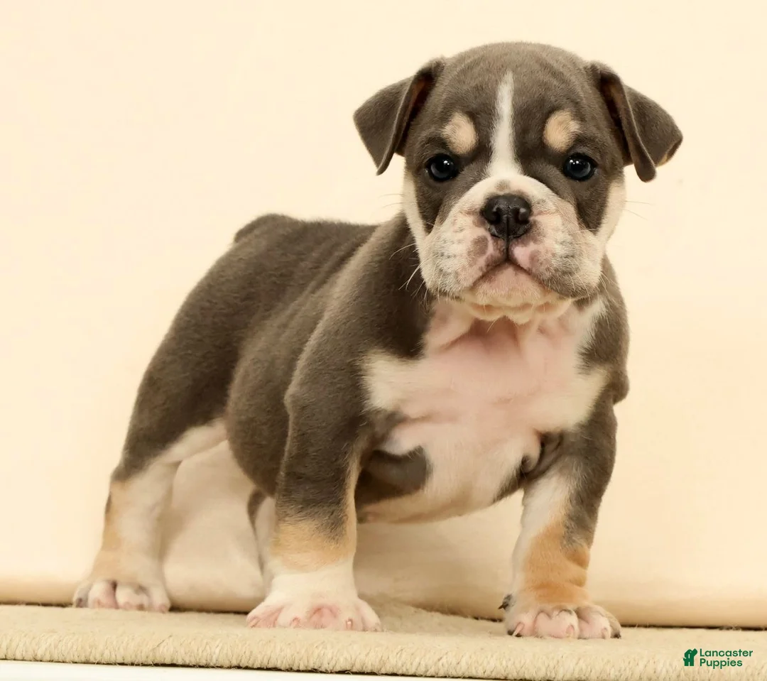 English Bulldog dogs for sale: Captain - Ad 1