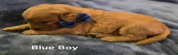 Golden Retriever dogs for sale: Blue Boy - Ad 8