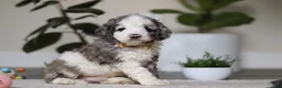 Cockapoo dogs for sale: Blaze - Ad 3