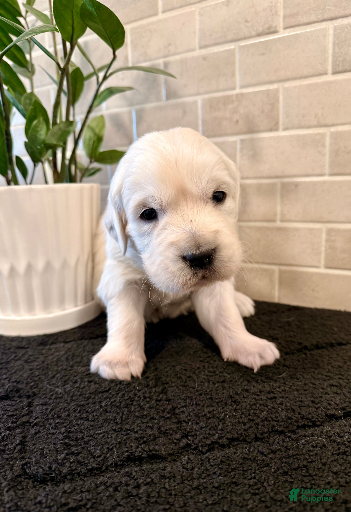 Golden Retriever dogs Oscar  - Ad 34