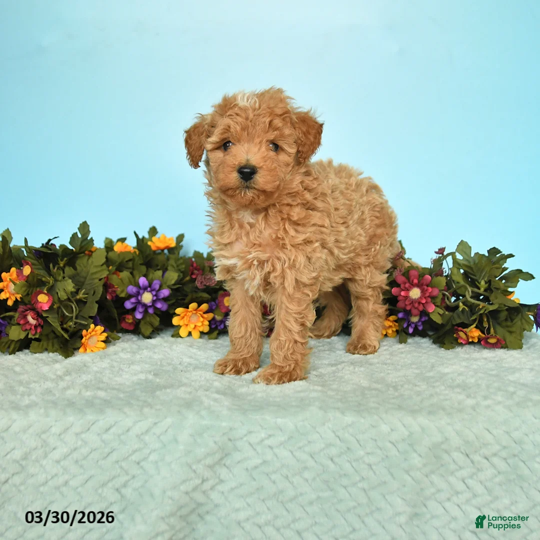 Miniature Poodle dogs for sale: Bandit - Ad 1