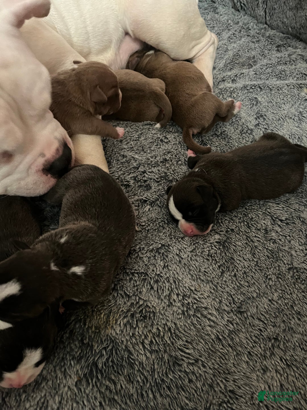 American Bully dogs for sale: American Bully Puppy 1 - Ad 9