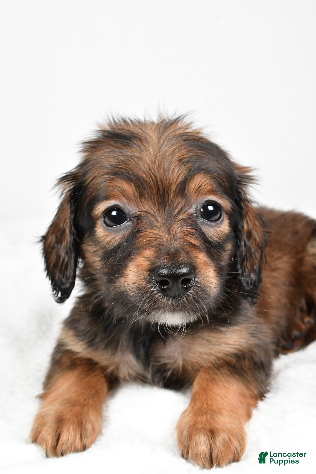 Miniature Dachshund dogs for sale: Bailey  - Ad 6