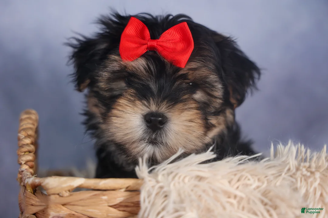 Morkie dogs for sale: Nash - Ad 3