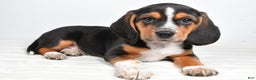 Beagle dogs for sale: Anthony - Ad 6