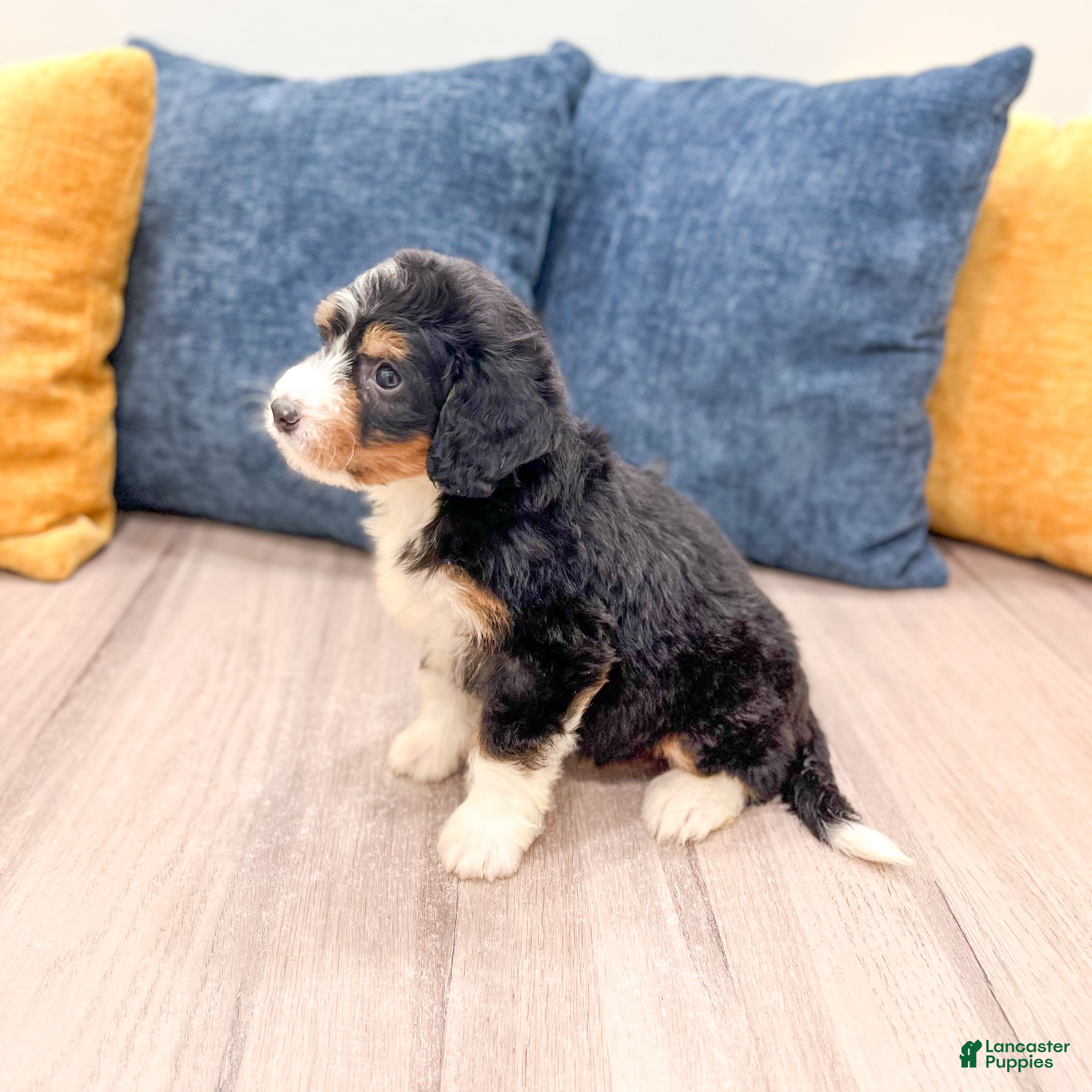 Mini Bernedoodle dogs for sale: Abby - Ad 6