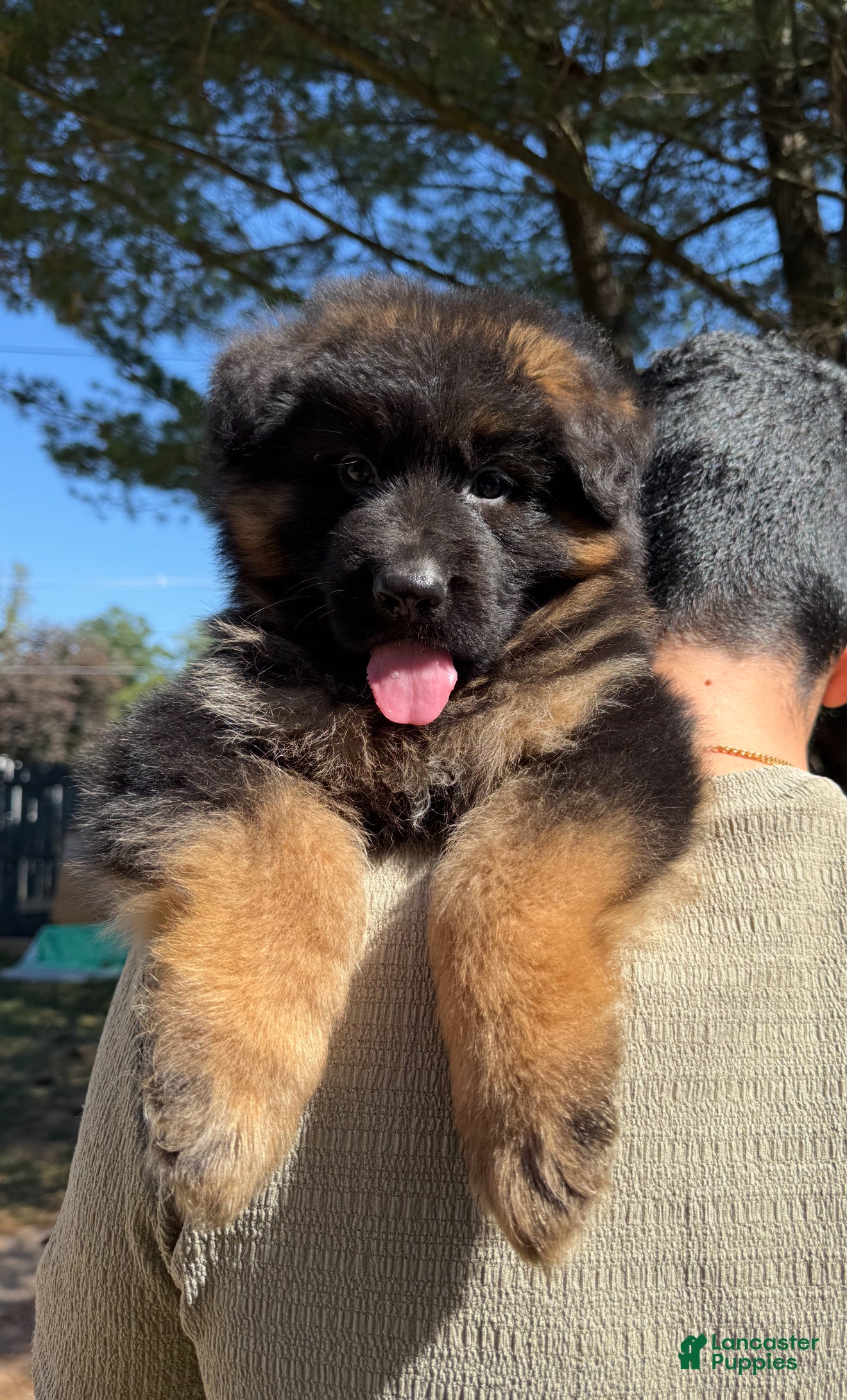 German Shepherd dogs Jaguar - Ad 12