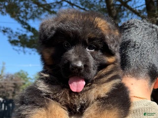 German Shepherd dogs - Ad 36