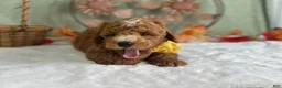 Mini Goldendoodle dogs for sale: Reeces - Ad 5