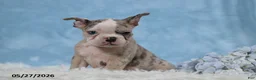 Frenchton dogs for sale: Little Boy Blue - Ad 3