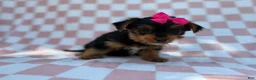 Yorkiepoo dogs for sale: Tazzy - Ad 2