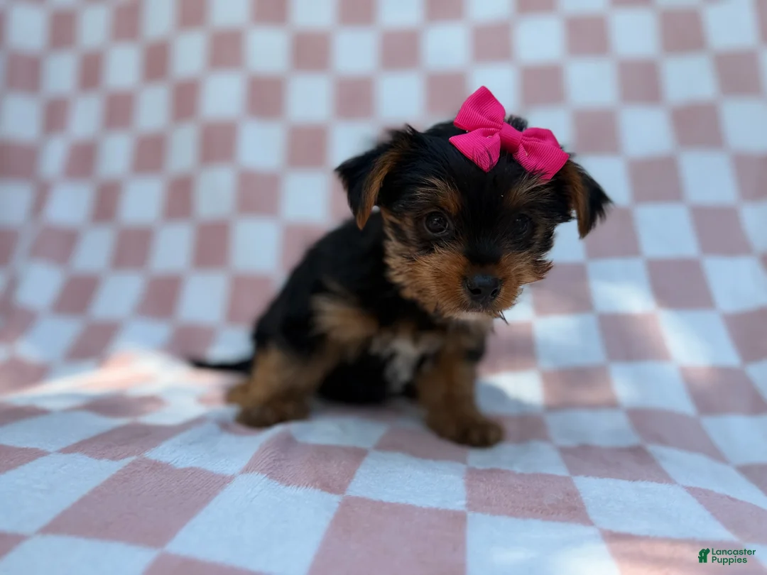 Yorkiepoo dogs for sale: Tazzy - Ad 2