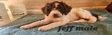 Jeff