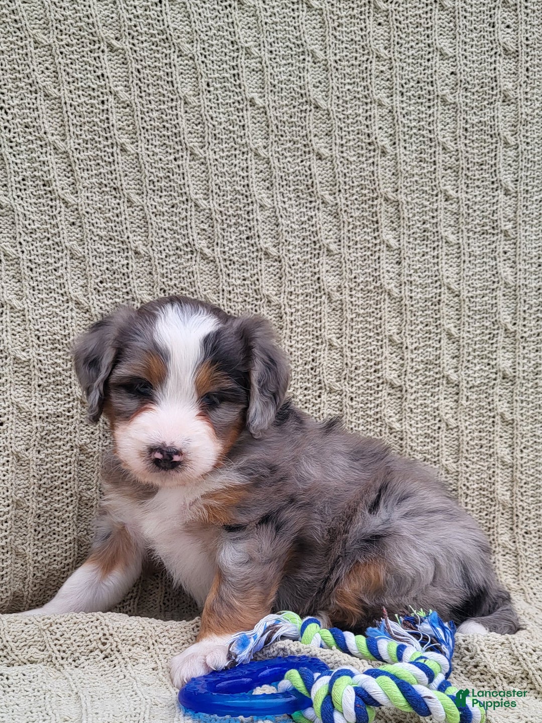 Mini Bernedoodle dogs for sale: Socks - Ad 4