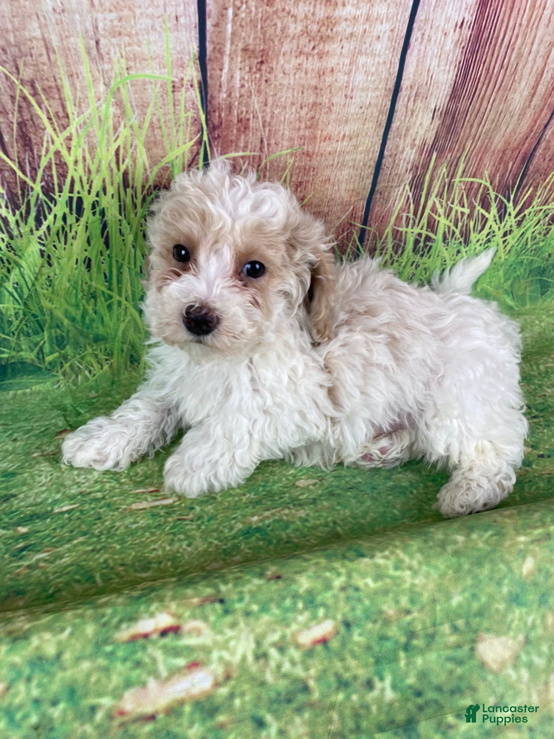 Miniature Poodle dogs for sale: Nelson - Ad 7