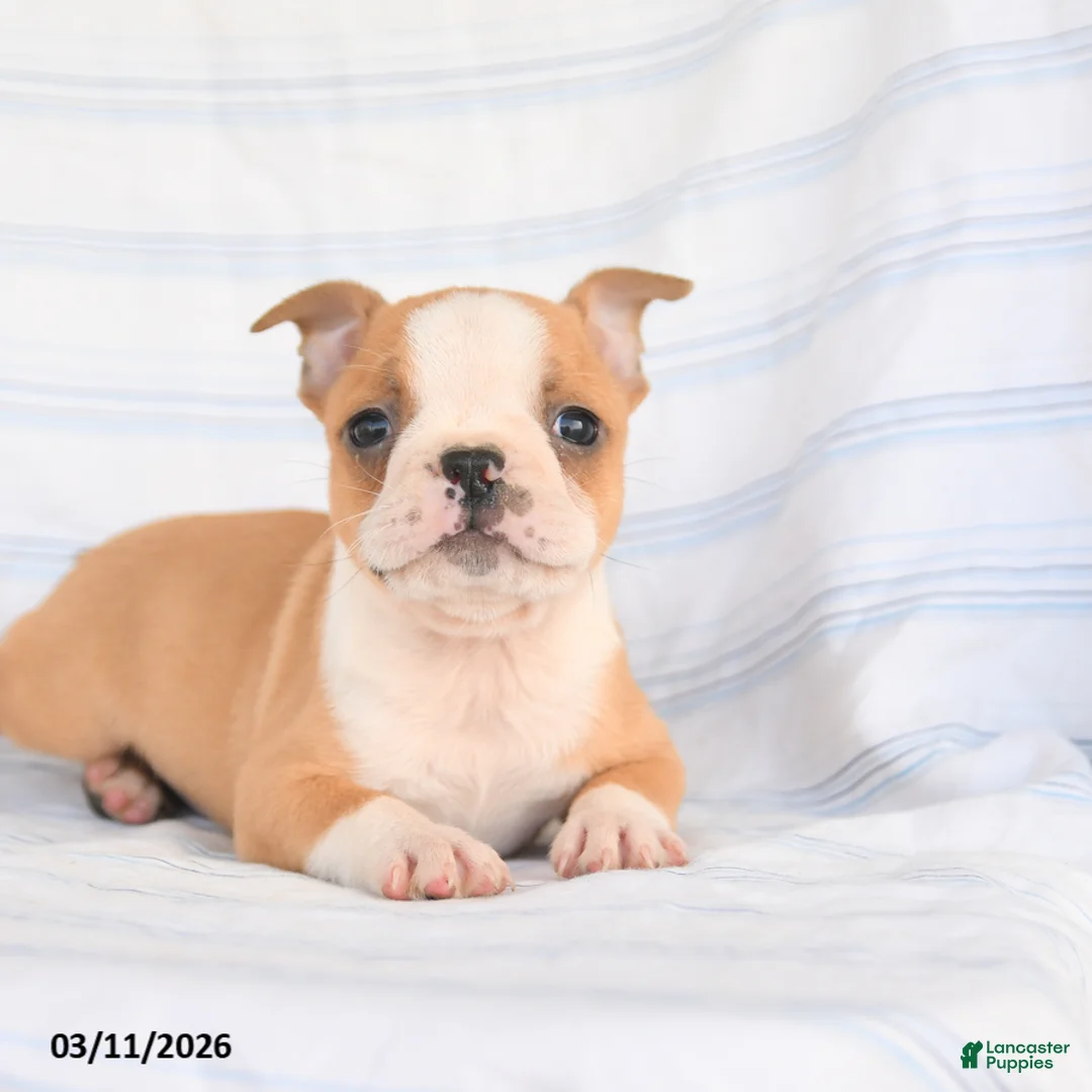 Boston Terrier dogs for sale: Archie - Ad 2