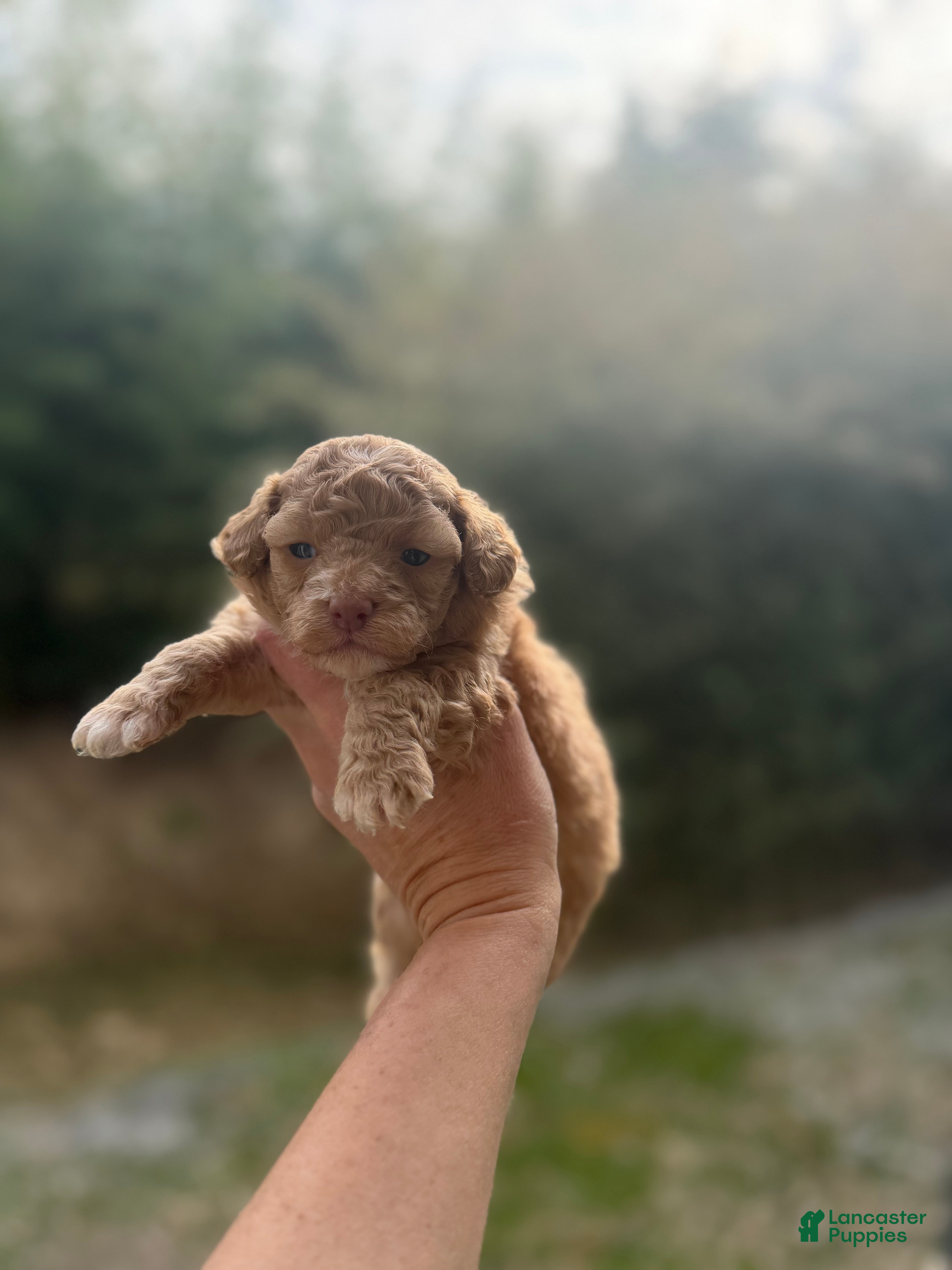 Toy Poodle dogs Jack  - Ad 37
