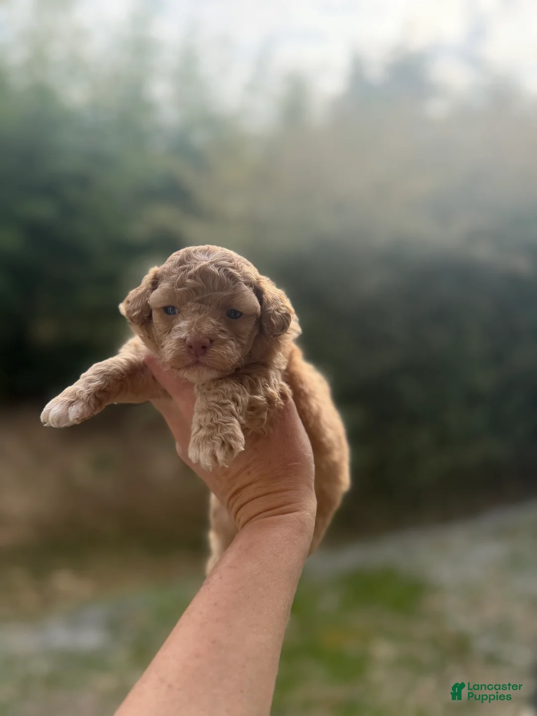 Toy Poodle dogs for sale: Jack  - Ad 1