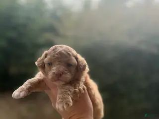 Toy Poodle dogs Jack - Ad 37