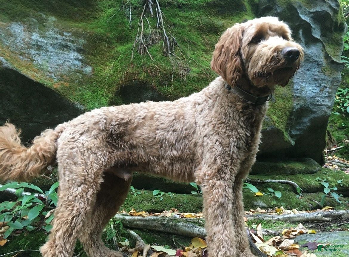 Goldendoodle dogs Stud F1 Red Goldendoodle - Ad 1