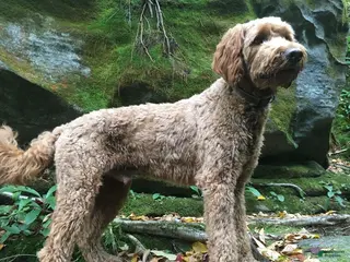 Goldendoodle dogs Stud F1 Red Goldendoodle - Ad 2