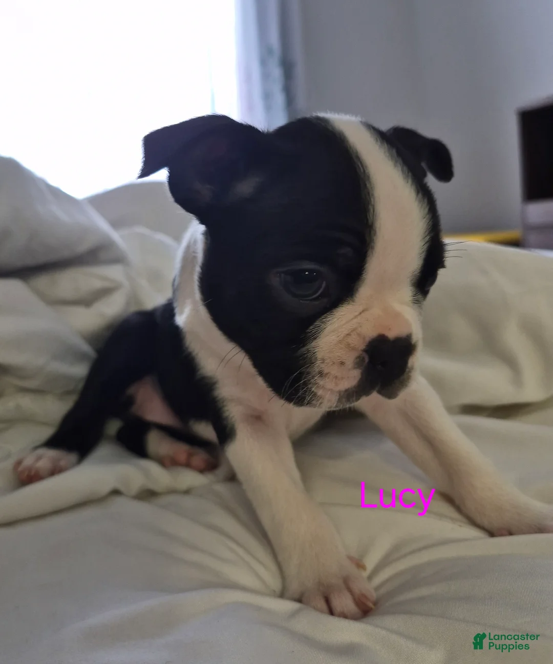 Boston Terrier dogs for sale: Lucy - Ad 1