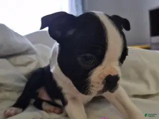 Boston Terrier dogs Lucy - Ad 12